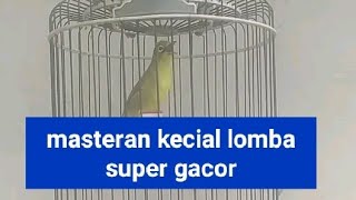 masteran kecial lomba super gacor#kicaumania #kecialkuninggacormasteranterbaik #keciallomba