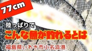 【速報】陸から釣れる美味しいあの大物情報　サビキでコノシロとニシンも釣れています　福島県いわき市小名浜港　2022年1月29日