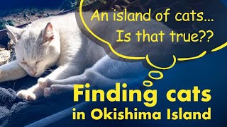 Find cats on Okishima island（沖島） - Does this \