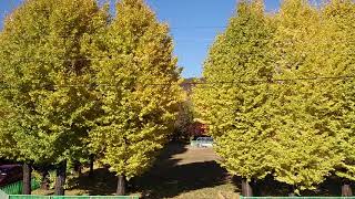 【Ginkgo biloba　雄日ケ丘公園・イチョウ並木】　岐阜市　2024年12月2日（月）