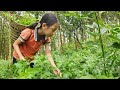 The poor girl went to the forest alone to pick vegetables to sell to feed her elderly grandmother