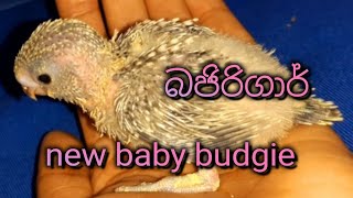 Love birds sinhala /Amazing hand tame baby bird