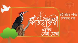 গাছের ডাক্তার কাঠঠোকরা: প্রকৃতির সেবা যোদ্ধা | How Woodpeckers Save Our Forests!