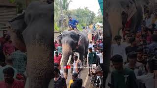 ഒരു ആന ട്രാഫിക് JAAM!! #keralaelephant #elephant #kerala #perunnal #QATAR #now #aanakambam #2022