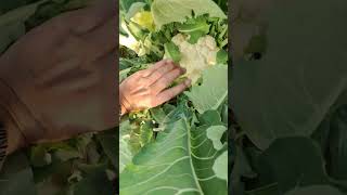 Farming cauliflower #agriculture #cauliflower #agriculturefarming #satisfying #relaxing