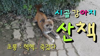 시골강아지 초롱이와 산책 다녀왔어요