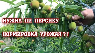 Нужна ли персику нормировка урожая ?!