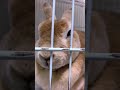 【うさぎ】飼い主に鼻●そを取ってもらうと切ない表情になるうさぎ🐰