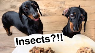 Insects instead of meat. How will our mini Dachshunds react?