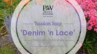 Denim 'n Lace Russian Sage | Walters Gardens