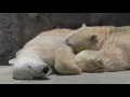 baffin the polar bear nurses momo and sleeps with her. at hamamatsu zoo japan