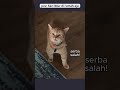 pov hari libur di rumah aja pov kucing meme lucu relateable