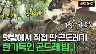 [자연인] 510-2 강한 자연인이 텃밭에서 무더기로 따온 곤드레 밥상..!