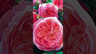 安尼克城堡THE ALNWICK ROSE｜大卫·奥斯汀月季David Austin's Rose