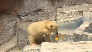 天王寺動物園のホッキョクグマ　モモちゃん　初めての氷＆スイカ