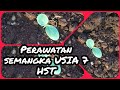 Perawatan semangka di usia 7 Hst ll semangka inul