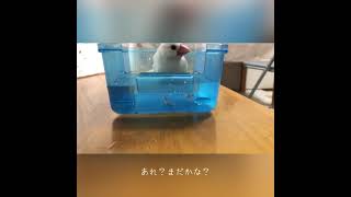 白文鳥の水浴び