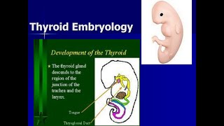 Development and Embryology of the thyroid gland