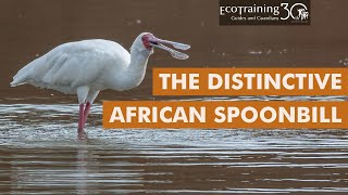 The African Spoonbill l Birds of the Bush l EcoTraining