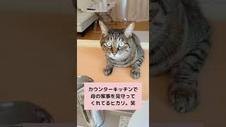 【引越し 猫のストレス なし？】我が家の猫がもっと楽しく、過ごせる様に引越ししました。カウンターに向かうヒカリが可愛い。