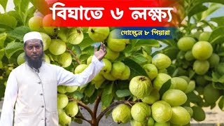 বিঘাতে ৬ লক্ষ্য গ্যারান্টি 🍏 গোল্ডেন ৮ পেয়ারা 🌳 golden 8 Guava 🔥 golden 8 Piyara Chas