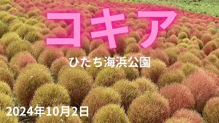 「コキア」国営ひたち海浜公園のコキアが色付いて（紅葉）来ました。