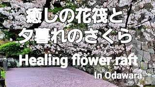 花筏🌸と穏やかな夕暮れのさくら(2023年4月2日)