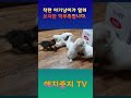 애지중지쉼터 꼬물이들의 아침 인사 유기동물 반려동물 유기묘 꼬물이들