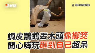 鸚鵡狂拋木頭像在「擲筊」😆開心嗨玩砸到自己｜巴丹鸚鵡｜呆萌｜寵物鳥｜精選影片