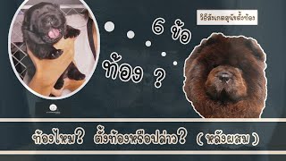 ท้องไหม? ตั้งท้องหรือปล่าว? หลังผสมไปแล้ว | วิธีสังเกตสุนัขตั้งท้อง  | ลูกเราเป็นหมาหรือหมี