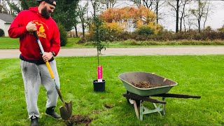 Planting Sugar Tyme Crabapple trees and Tiny Tower Arbs :)