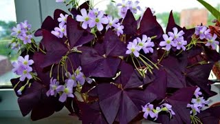 A decorative purple clover brings good luck ☘️🍀