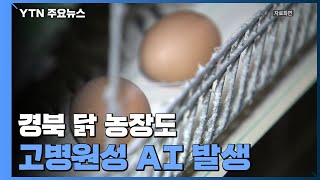 경북 닭 농장서도 고병원성 AI 발생...방역 '비상' / YTN