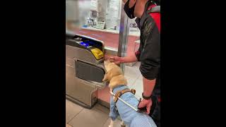 盲導犬　「かいさつ」ですね#盲導犬 #guidedog #お仕事 #アイメイト #totalblindness #電車