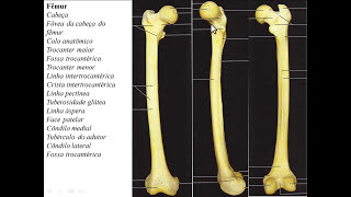 OSSOS DE MEMBRO INFERIOR PARTE 2 - OSSO DA COXA (FÊMUR) E PATELA