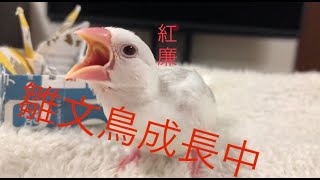 【白文鳥】なんでも出来るようになった？紅廉ちゃん Kuren can do anything !?