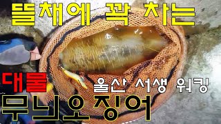 원 태클 게임에 1.5kg급 대물 포함 무늬오징어 8마리 연속 히트(in 울산 서생)