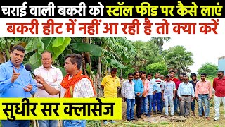 चराई वाली बकरी को स्टॉल फीड पर कैसे लाएं? Goat Farming Training By Sudhir Sir | Bakri Palan Training