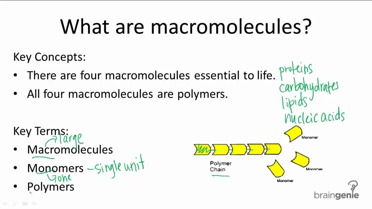 Macromolecule Definition Ch 2 1 Review Macromolecules Cell Theory