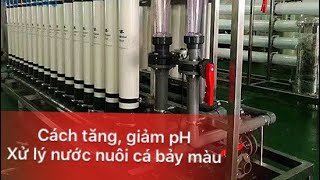 Cách tăng, giảm pH, xử lý nước nuôi cá bảy màu | 0976224853