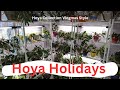 Hoya Holidays Day 3