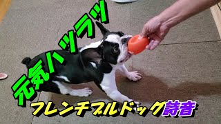 遊びなら誰の誘いでも乗って来るフレンチブルドッグ I'm a French bulldog who will take anyone up on any offer to play