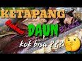 Cara MENGOLAH DAUN KETAPANG untuk IKAN CUPANG kesayangan