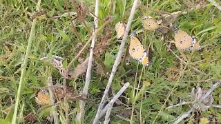 பட்டாம்பூச்சி அழகு பார்க்க பார்க்க அழகு பறக்க பறக்க அழகு தான் 🦋🦋🦋🌱🌹