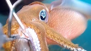 【Bigfin reef squid】Where is the best place to apply the needle?【Yaen fishing】【Reflections in Water】