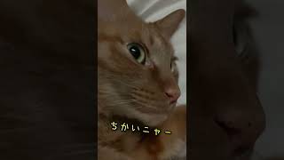 豪快なくしゃみをする猫　＃shorts　#猫 　#茶トラ 　＃花粉