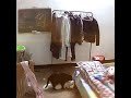 20170131 我们家绝育的猫骑上了母猫！