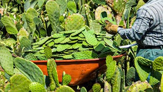 Cactus Harvest Process | How to Make Cake From Cactus | How to Raise Cactus