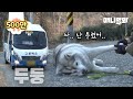 걷기 싫어서 버스 히치하이킹하는 허숙희씨의 남모를 사연ㅣFat Dog Who Doesn't Feel Like Walking Hitchhikes A Bus LOL