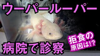 ウーパールーパー拒食 病院で診察